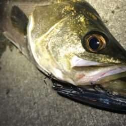 バチ抜けシーバス