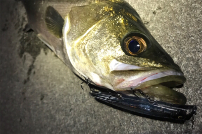 バチ抜けシーバス