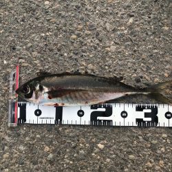 GW釣行第3日目 メガ