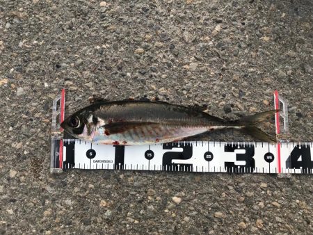 GW釣行第3日目 メガ