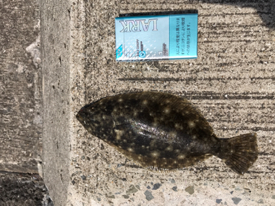 久しぶりの釣果