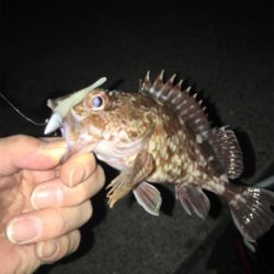 青物の気配は‥