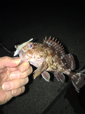 青物の気配は‥