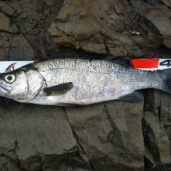 地磯でヒラスズキ