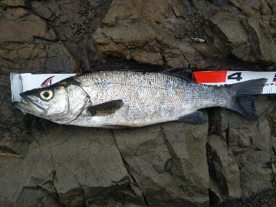 地磯でヒラスズキ