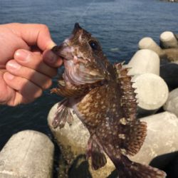 フカセでチヌ！