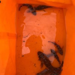 エビ撒きとキワ釣り