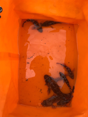 エビ撒きとキワ釣り