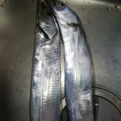 2匹だけ釣れました(^^)