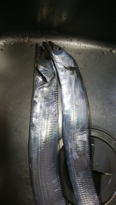 2匹だけ釣れました(^^)