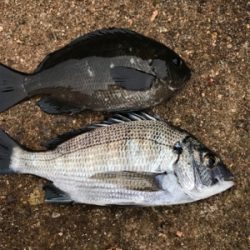 柏崎 笠島港 フカセ フグだらけ