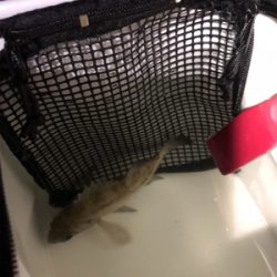 満潮からの下げ