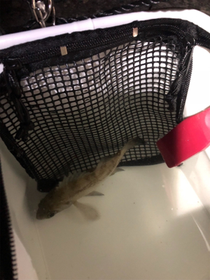 満潮からの下げ