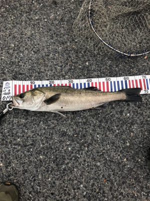 初シーバスロッドで人生初シーバス!!