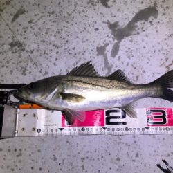 バチ抜けシーバス