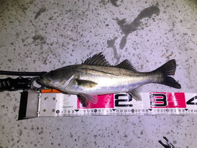 バチ抜けシーバス