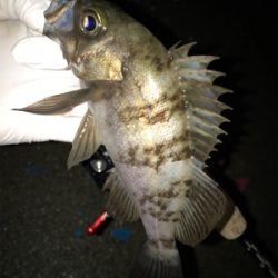 何故そこ!?(釣行 其の弐拾壱)