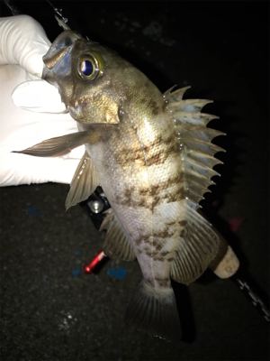 何故そこ!?(釣行 其の弐拾壱)