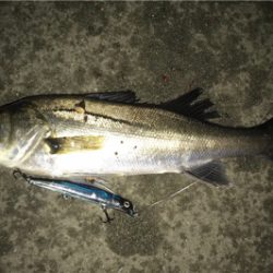 2日連続シーバス狙い