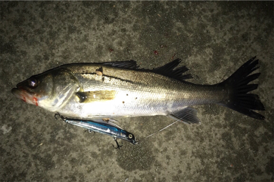 2日連続シーバス狙い