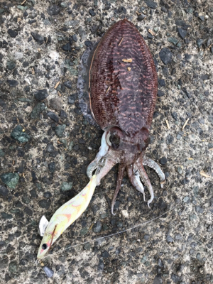 ビギナーズラック！！⭐︎&#…