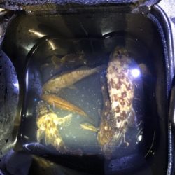 明石メバリング