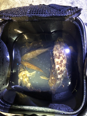 明石メバリング