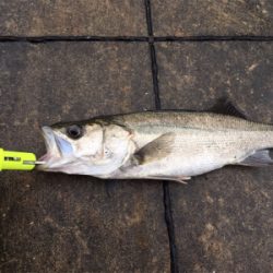 雨上がりの寒い中ガシラあたりなし！