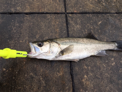 雨上がりの寒い中ガシラあたりなし！
