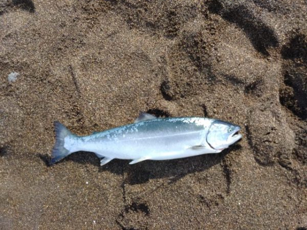 GW釣行 四日目 幻の魚