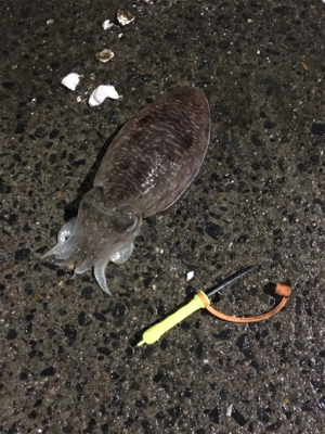 コウイカ釣行
