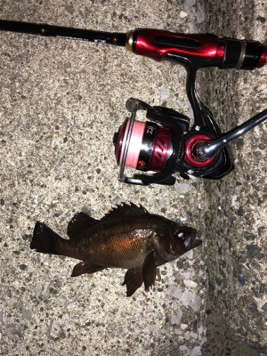 うみかぜ公園でメバリング