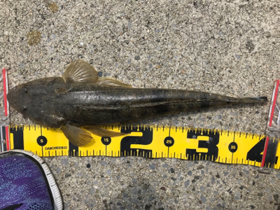 磯津漁港マゴチゲーム