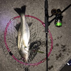 マニックフィッシュ〜