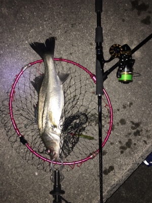 マニックフィッシュ〜