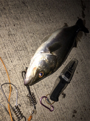 寒い中一匹！！！！