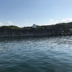 カタクチイワシ