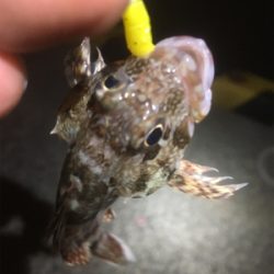 遊んでくれました