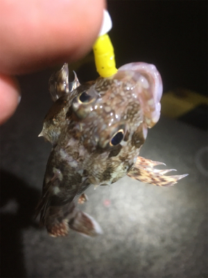 遊んでくれました