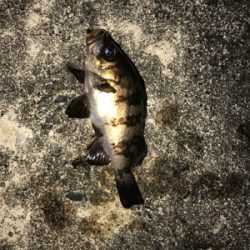 メバダート1インチ赤らめ。