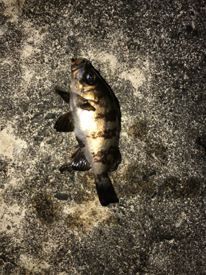 メバダート1インチ赤らめ。