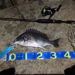 淀川ブリームゲーム GW後半戦