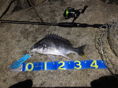 淀川ブリームゲーム GW後半戦