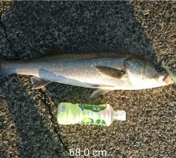 シーバス68センチ♪