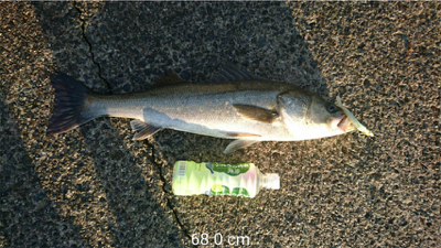 シーバス68センチ♪