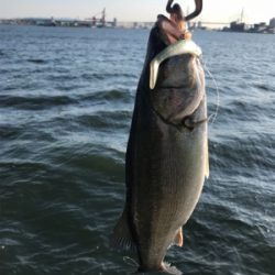 シーバス好調で6本