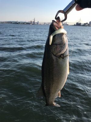 シーバス好調で6本