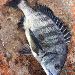 磯でフカセ釣り