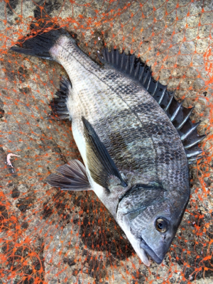 磯でフカセ釣り