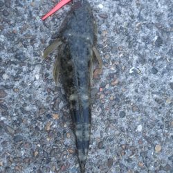 初見2キャッチ！